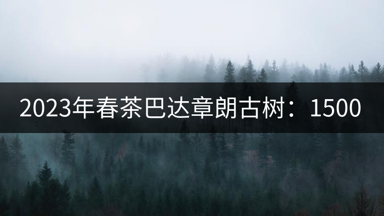 2023年春茶巴達(dá)章朗古樹(shù)：1500-1600元／公斤，喬木250元／公斤