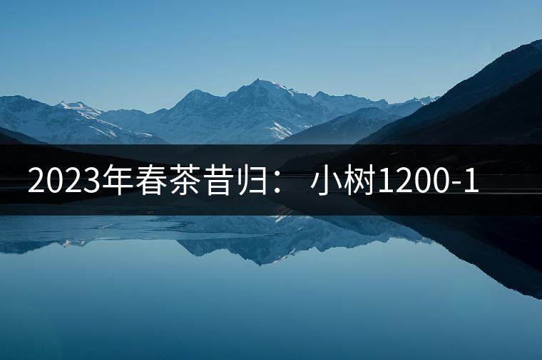 2023年春茶昔歸： 小樹1200-1600元／公斤，大樹4500-5200元／公斤，古樹7500-9000元／公斤.