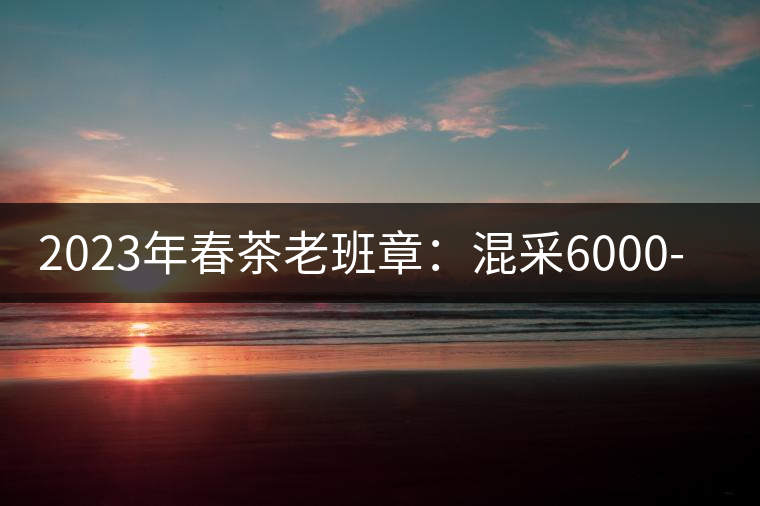 2023年春茶老班章：混采6000-8000元／公斤，挑采：12000元／公斤