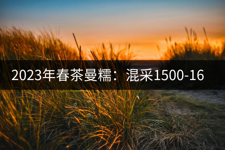 2023年春茶曼糯：混采1500-1600元／公斤，挑采2000-2400元／公斤