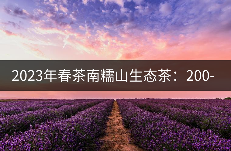 2023年春茶南糯山生態(tài)茶：200-300元／公斤，古樹：900-1500元／公斤