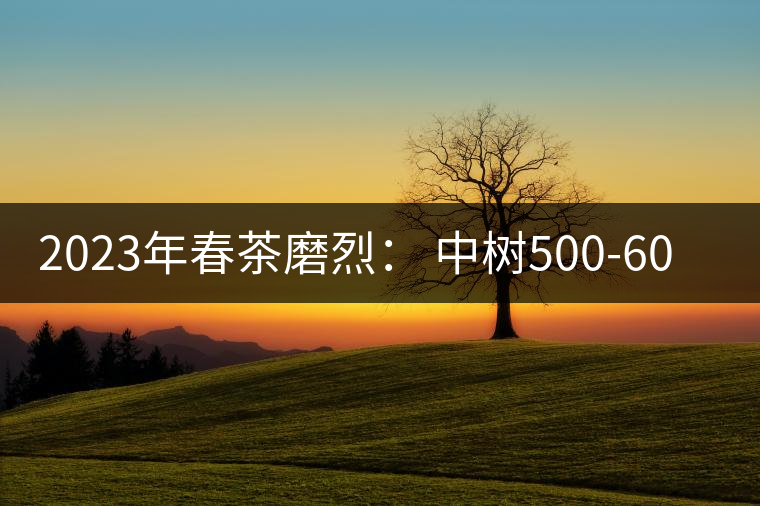 2023年春茶磨烈: 中樹500-600元/公斤,古樹混采:2200-2600元/公斤 2023年春茶磨烈: 中樹500-600元/公斤,古樹混采:2200-2600元/公斤