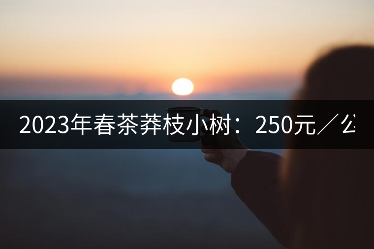 2023年春茶莽枝小樹：250元／公斤， 古樹：1000-1200元／公斤