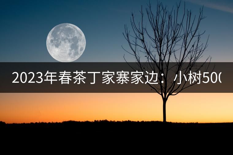 2023年春茶丁家寨家邊：小樹500元／公斤，古樹1500-1600元／公斤