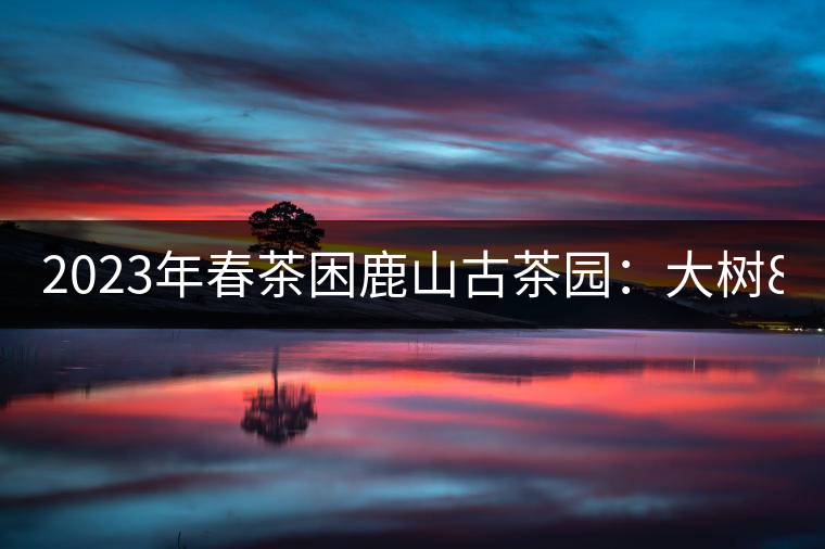 2023年春茶困鹿山古茶園：大樹8000-12000元／公斤，周邊小樹200-300元／公斤