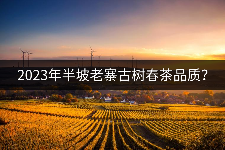 2023年半坡老寨古樹春茶品質(zhì)？