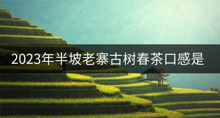 2023年半坡老寨古樹春茶口感是什么? 2023年半坡老寨古樹春茶口感是什么?