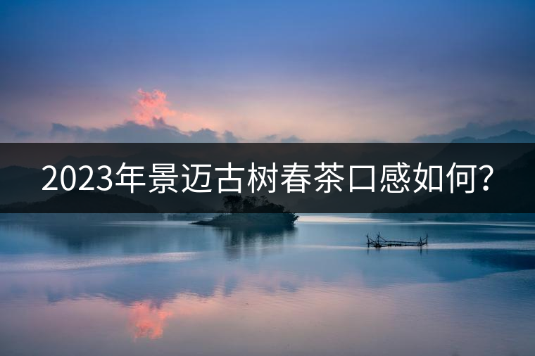 2023年景邁古樹春茶口感如何? 2023年景邁古樹春茶口感如何?