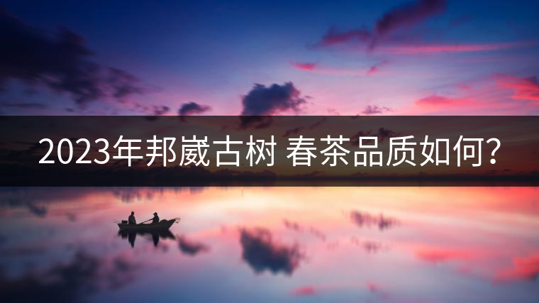 2023年邦崴古樹 春茶品質(zhì)如何？