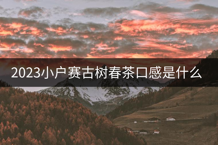 2023小戶賽古樹春茶口感是什么？