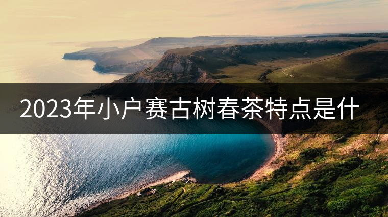 2023年小戶賽古樹春茶特點是什么? 2023年小戶賽古樹春茶特點是什么?