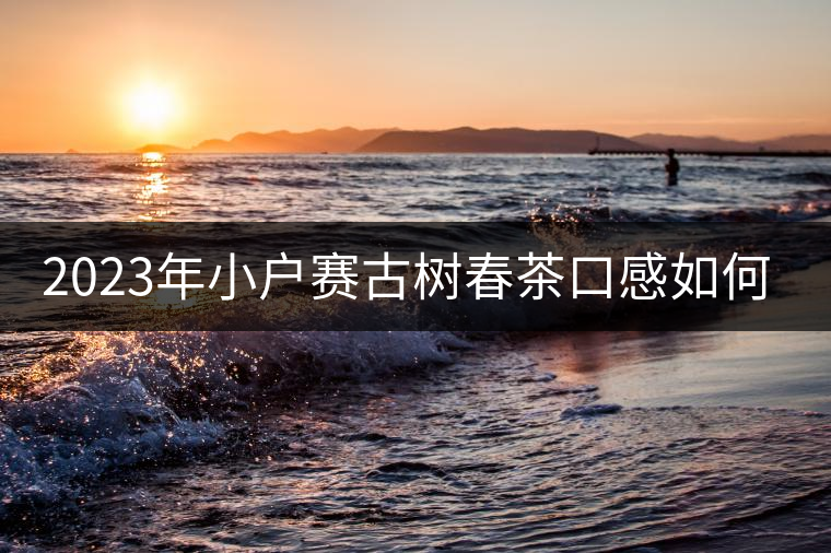 2023年小戶賽古樹(shù)春茶口感如何？