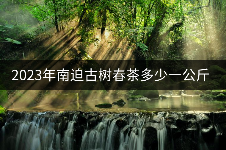 2023年南迫古樹春茶多少一公斤？
