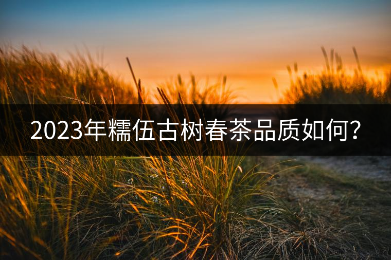 2023年糯伍古樹春茶品質(zhì)如何？