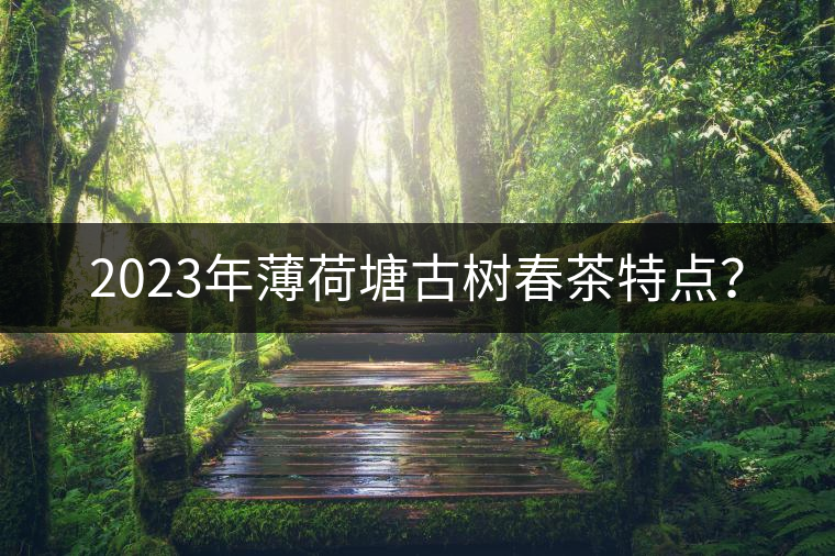 2023年薄荷塘古樹春茶特點(diǎn)？