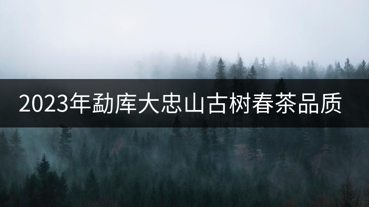 2023年勐庫大忠山古樹春茶品質(zhì)怎么樣？