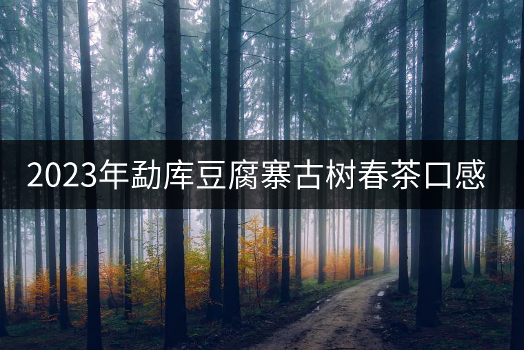 2023年勐庫豆腐寨古樹春茶口感怎么樣? 2023年勐庫豆腐寨古樹春茶口感怎么樣?