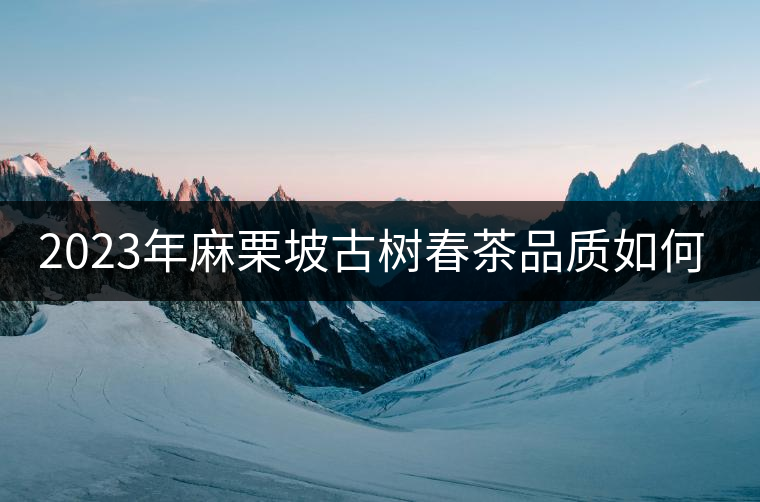 2023年麻栗坡古樹春茶品質(zhì)如何？