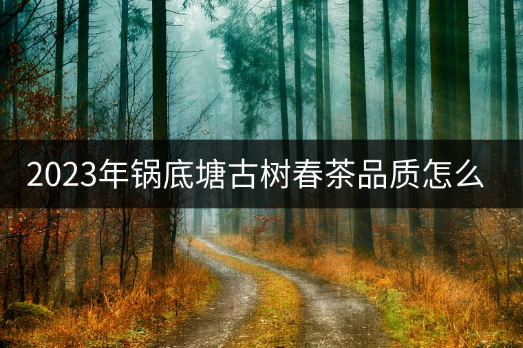 2023年鍋底塘古樹春茶品質(zhì)怎么樣？
