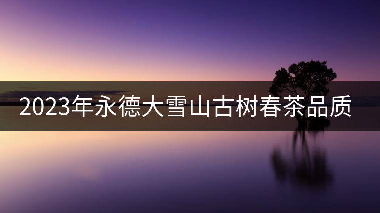 2023年永德大雪山古樹春茶品質(zhì)如何？