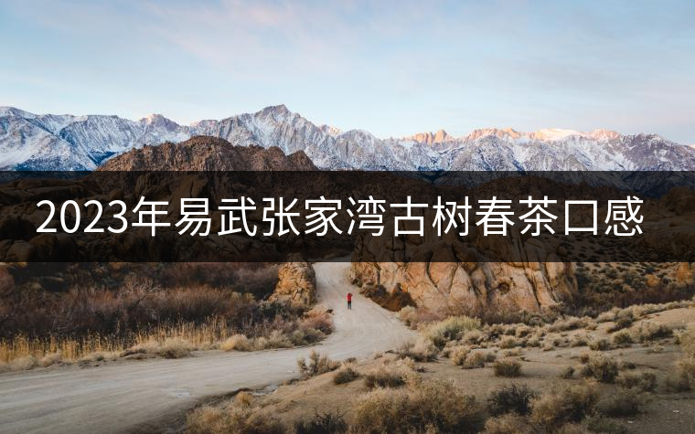 2023年易武張家灣古樹春茶口感怎么樣？