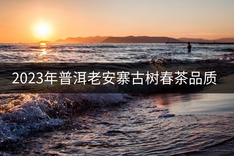 2023年普洱老安寨古樹(shù)春茶品質(zhì)如何? 2023年普洱老安寨古樹(shù)春茶品質(zhì)如何?
