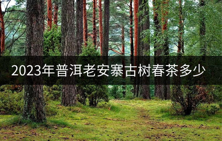 2023年普洱老安寨古樹春茶多少一公斤？