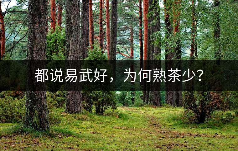 都說易武好，為何熟茶少？