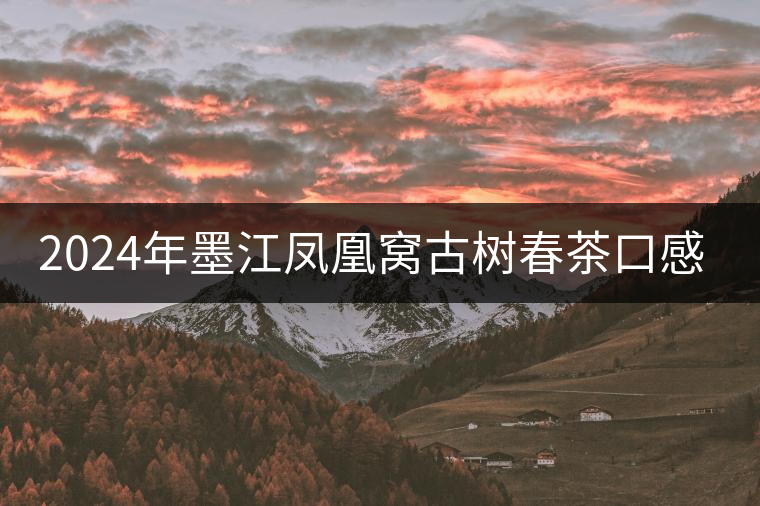 2024年墨江鳳凰窩古樹春茶口感如何? 2024年墨江鳳凰窩古樹春茶口感如何?