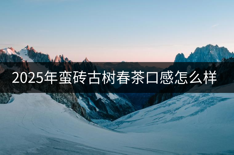 2025年蠻磚古樹春茶口感怎么樣？