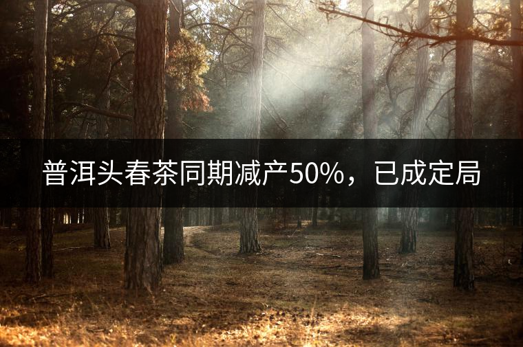 普洱頭春茶同期減產50%，已成定局