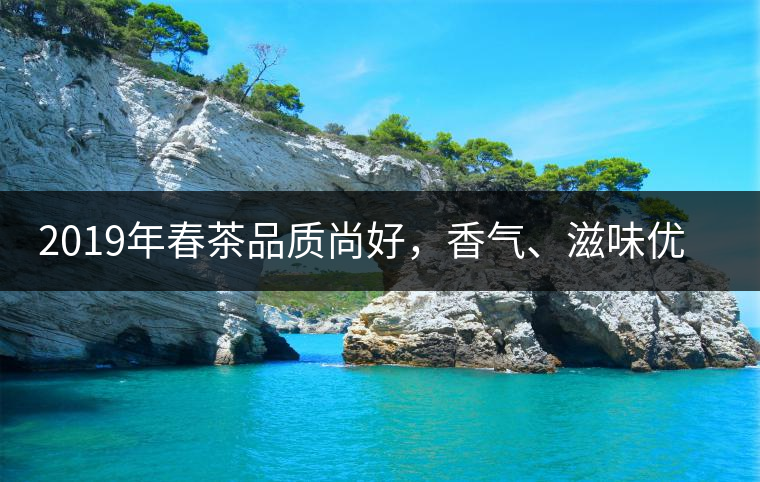 2019年春茶品質尚好，香氣、滋味優(yōu)于去年