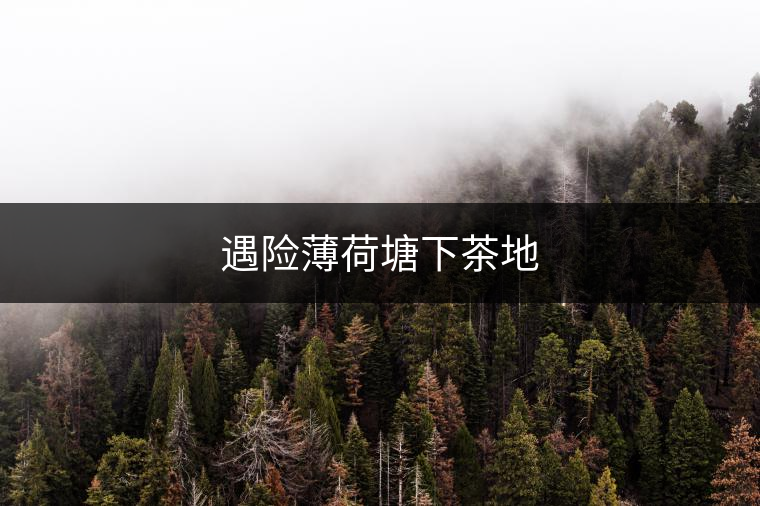 遇險(xiǎn)薄荷塘下茶地