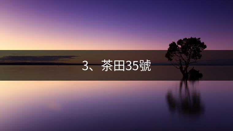 3、茶田35號