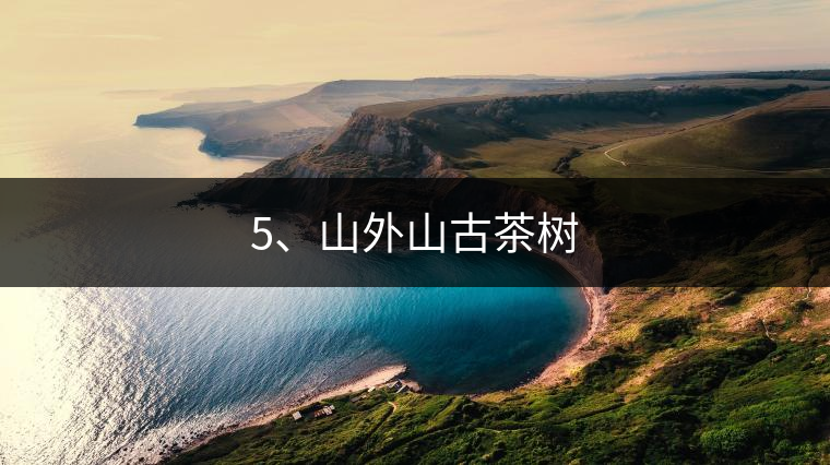 5、山外山古茶樹