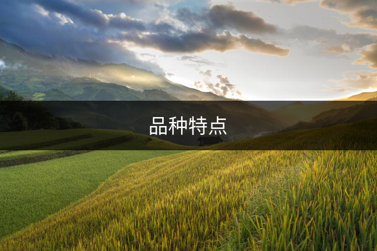 品種特點