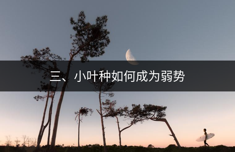 三、小葉種如何成為弱勢