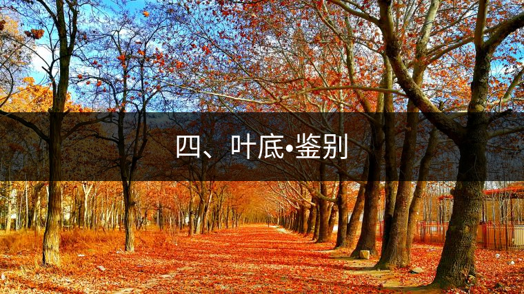 四、葉底?鑒別