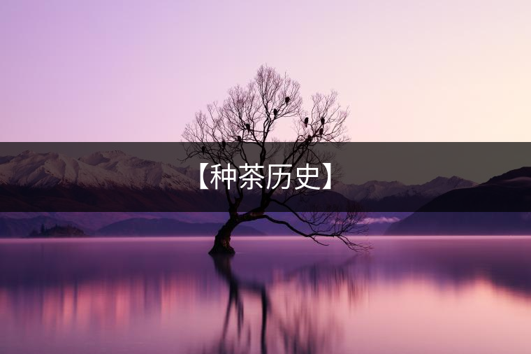 【種茶歷史】