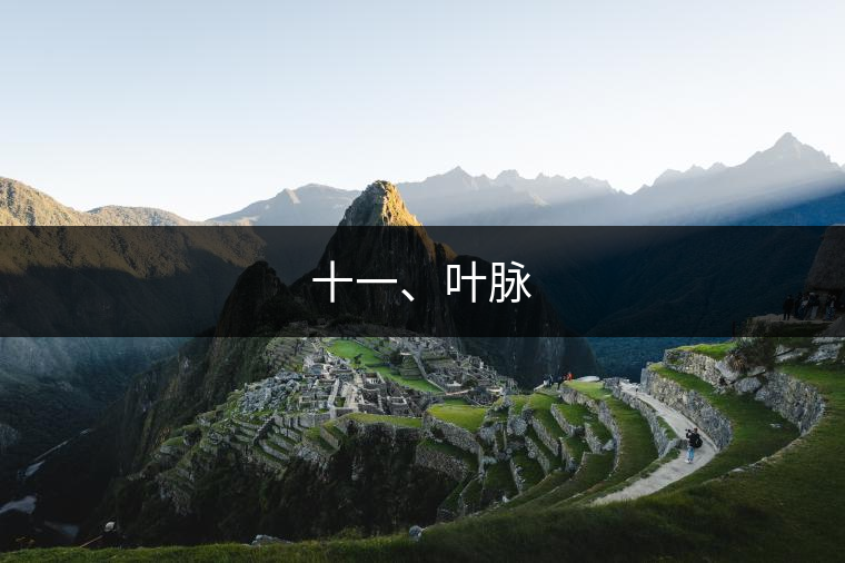 十一、葉脈