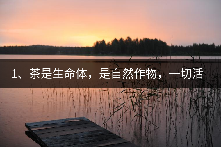 1、茶是生命體，是自然作物，一切活動(dòng)受自然規(guī)律影響。