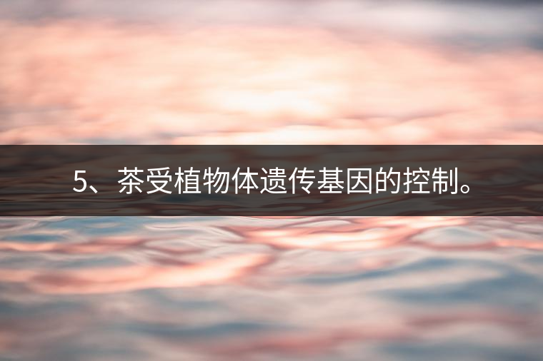 5、茶受植物體遺傳基因的控制。