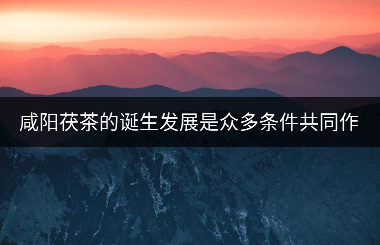 咸陽(yáng)茯茶的誕生發(fā)展是眾多條件共同作用的結(jié)果。