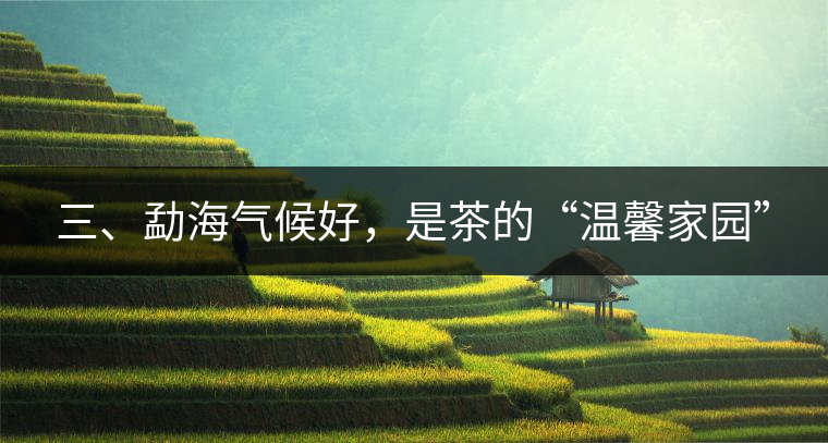 三、勐海氣候好，是茶的“溫馨家園”