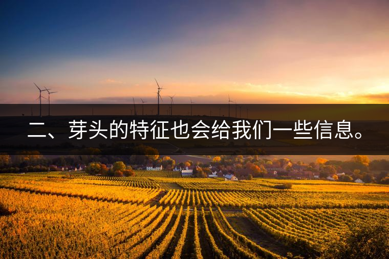 二、芽頭的特征也會給我們一些信息。