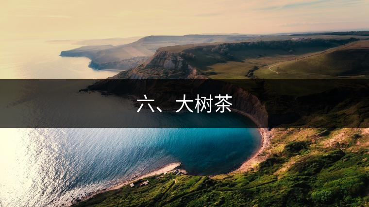 六、大樹茶