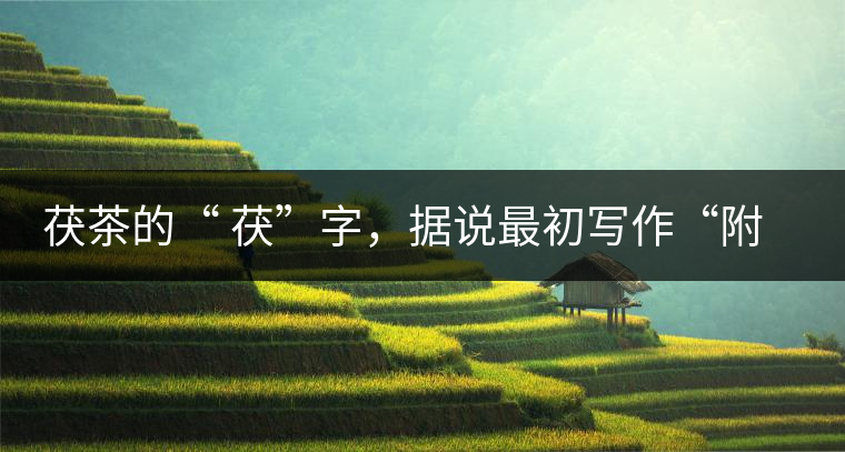 茯茶的“ 茯”字，據(jù)說最初寫作“附”，意思就是非“正”品，次等貨。茯磚茶選料多用質(zhì)地很老的茶葉，加上茶梗與枝葉拼配。陳化后，性溫，有著獨(dú)特的營養(yǎng)價(jià)值，更有助于幫助消化去膩。有些時(shí)候，茶傳播也有尷尬的時(shí)候，今天中原大地流行喝陳茶的時(shí)候，這個(gè)地方卻開始喝新茶。喝也喝出問題來，磚茶不適合品新，因?yàn)槔现θ~含氟高的緣故，許多牧民甚至氟中毒，國家正在著手解決這一問題。但從根本上來說，還是需要消費(fèi)者回到自己的傳統(tǒng)，把茶葉的儲(chǔ)藏習(xí)慣繼續(xù)保留。