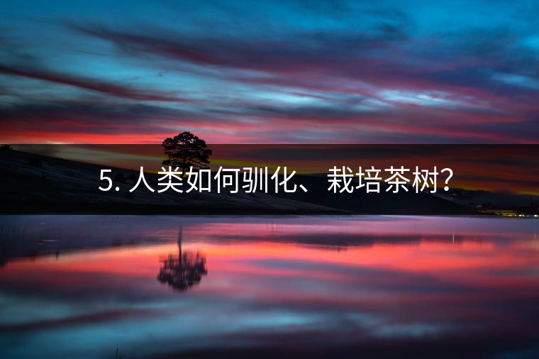 ??5. 人類如何馴化、栽培茶樹？