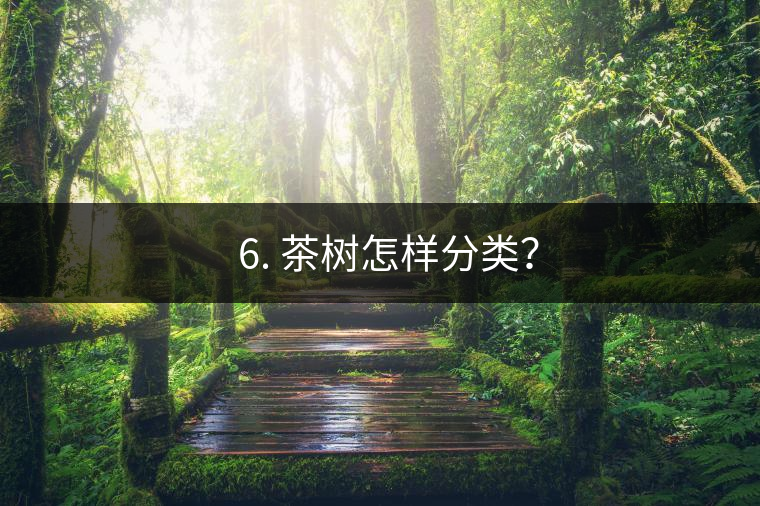 ? 6. 茶樹怎樣分類？
