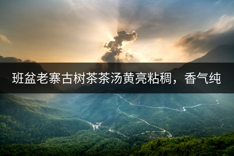 班盆老寨古樹茶茶湯黃亮粘稠，香氣純高，滋味清甜柔順，略苦澀，苦澀不會(huì)持久1-2秒后轉(zhuǎn)為甘甜，喉嚨清爽無燥感，舌面回甘，生津持久，外形條索油亮，肥大顯毫、葉脈清晰、葉質(zhì)軟。茶氣強(qiáng)勁、韻味回繞時(shí)間極長，滋味釅醇，茶氣凜冽，回甘生津較猛，喉韻較深。幾杯下肚有較為明顯的體感表現(xiàn)（背脊、額頭發(fā)汗），沒有其他雜味。
